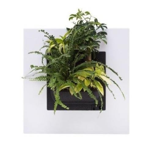 LivePicture GO wit, levend planten schilderij