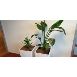 6x Bloempot met evt Hydro cultuur Planten