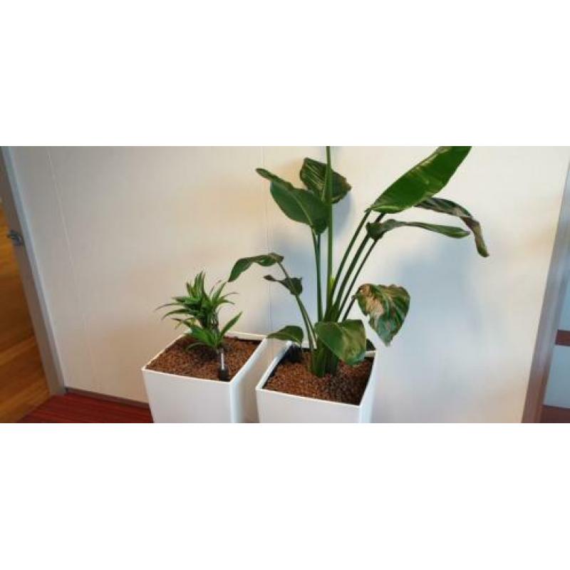 6x Bloempot met evt Hydro cultuur Planten