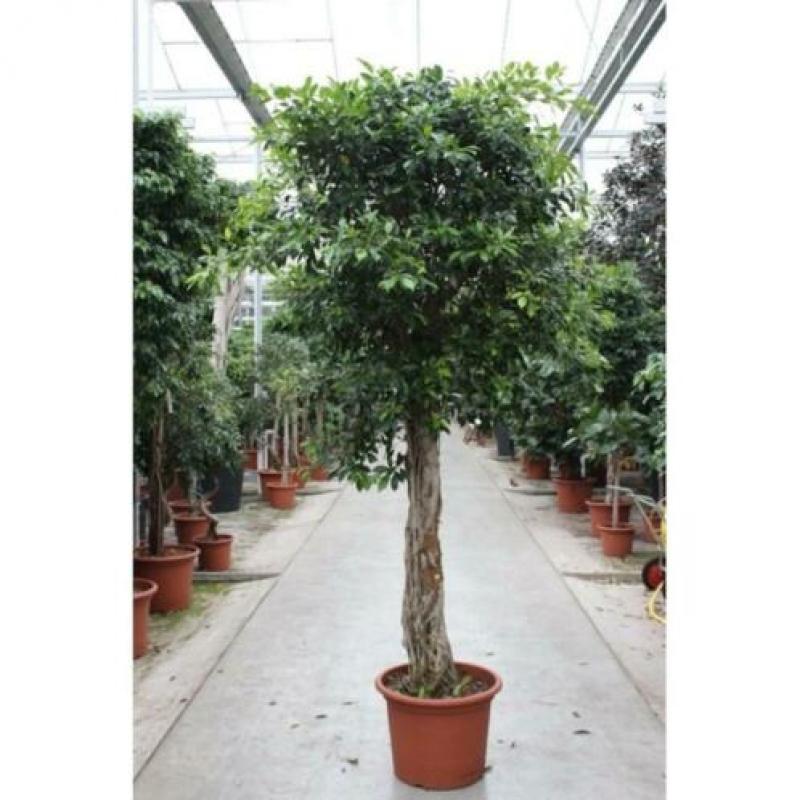 Ficus 'nitida' 390-400cm art47430
