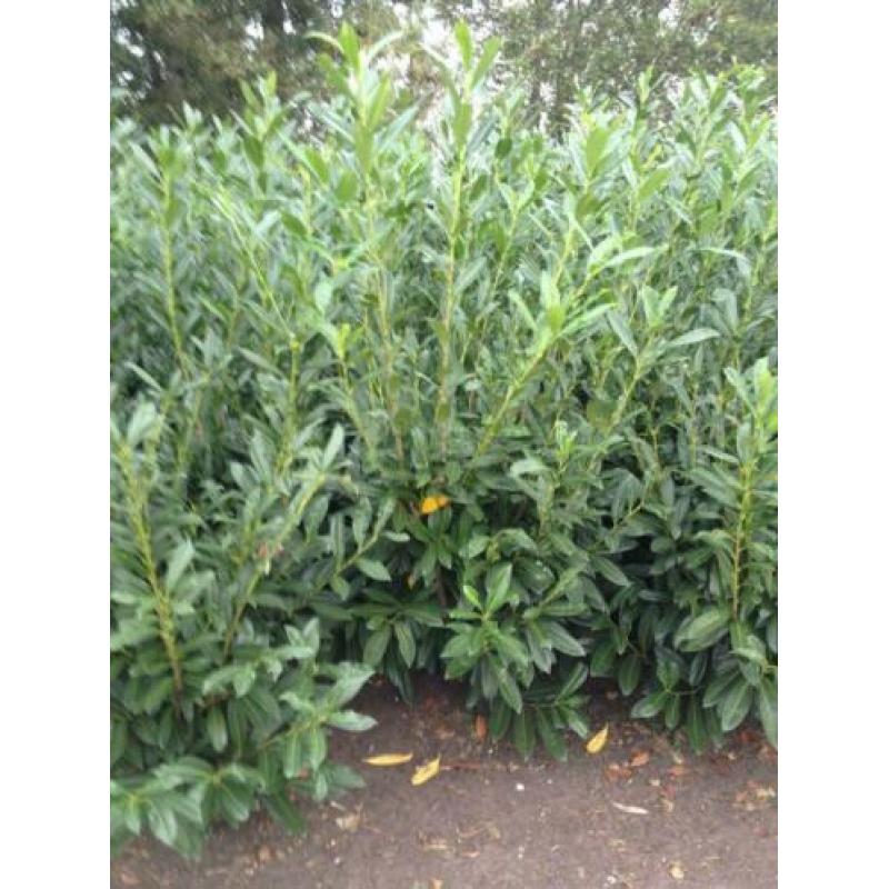 Prunus laur. Caucasica (laurier voor haag) in div. maten