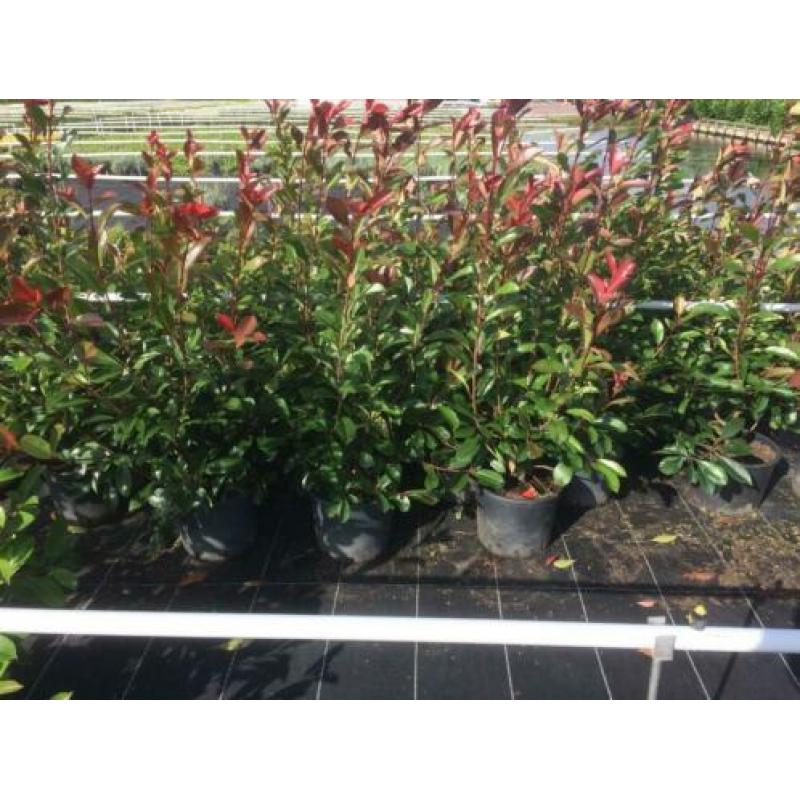 Photinia Red Robin (glansmispel) diverse maten