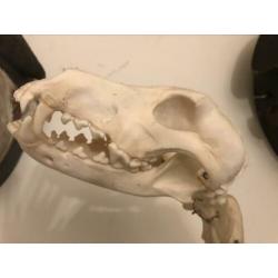 GERAAMTE HOND - bieden
