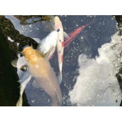 Koi karpers (handtam) 4 stuks incl pomp en filter