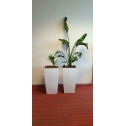 6x Bloempot met evt Hydro cultuur Planten