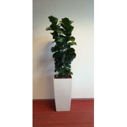 6x Bloempot met evt Hydro cultuur Planten