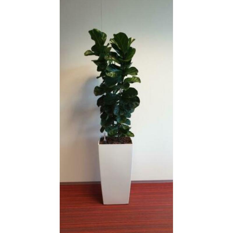 6x Bloempot met evt Hydro cultuur Planten