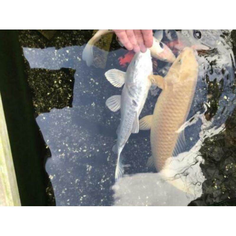 Koi karpers (handtam) 4 stuks incl pomp en filter