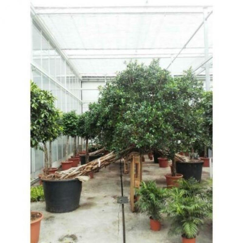 Ficus 'nitida' 390-400cm art47430