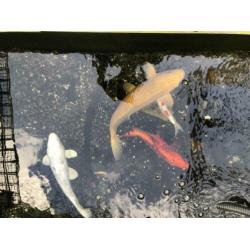 Koi karpers (handtam) 4 stuks incl pomp en filter