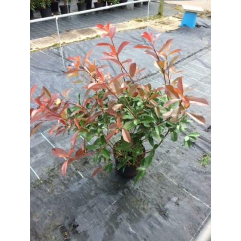Photinia Red Robin (glansmispel) diverse maten