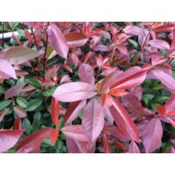 Photinia Red Robin (glansmispel) diverse maten