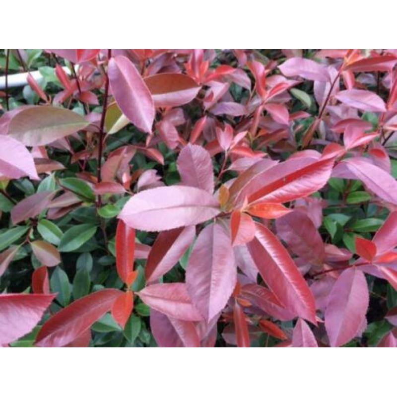 Photinia Red Robin (glansmispel) diverse maten
