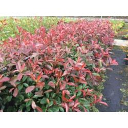 Photinia Red Robin (glansmispel) diverse maten
