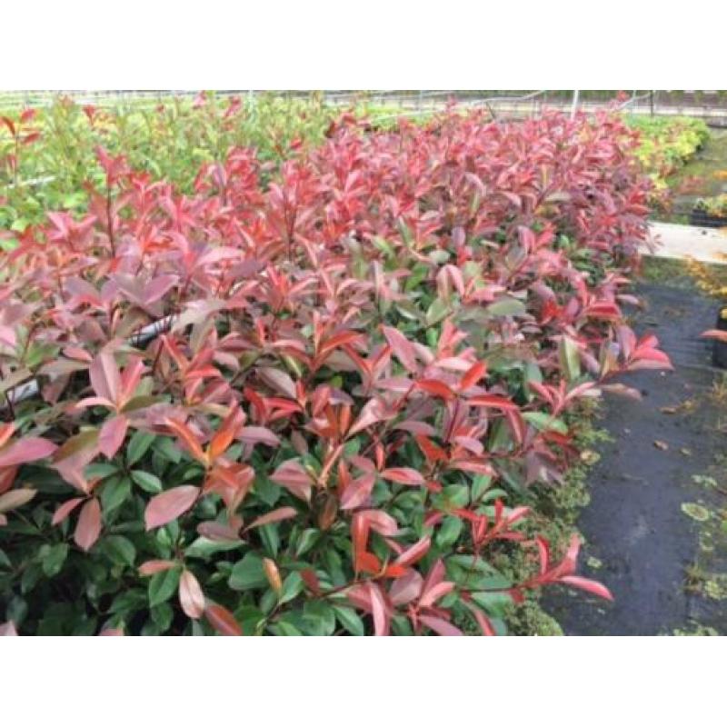 Photinia Red Robin (glansmispel) diverse maten
