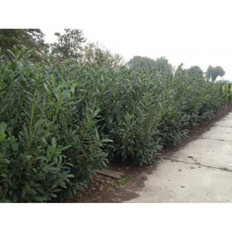 Prunus laur. Caucasica (laurier voor haag) in div. maten