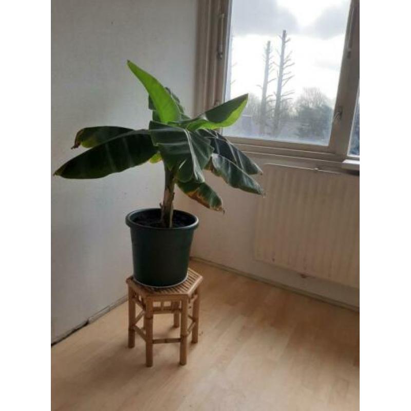 Grote bananenboom met pot en bamboo tafeltje.