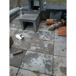 Konijntjes.6Hollanders.Vrouwtjes.7mnd.tot anderhalf jaar