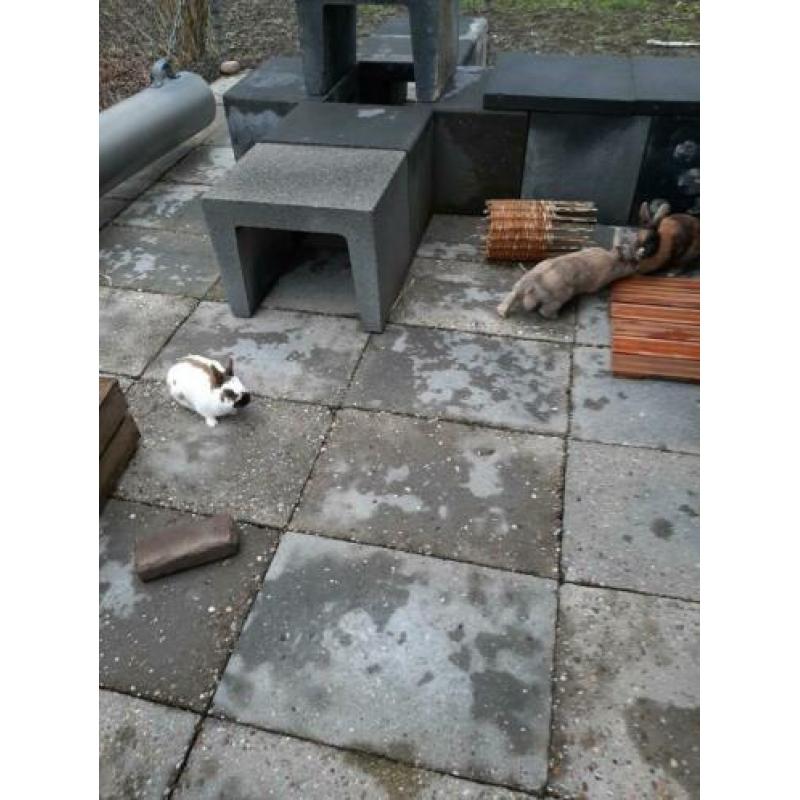 Konijntjes.6Hollanders.Vrouwtjes.7mnd.tot anderhalf jaar