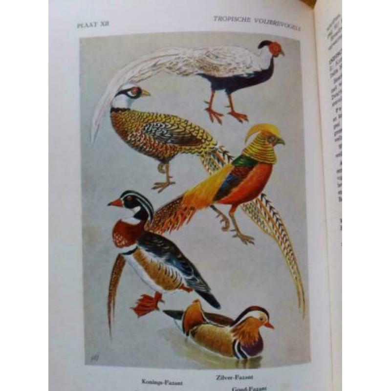 Tropische Voliere Vogels 2 delig- A. Rutgers