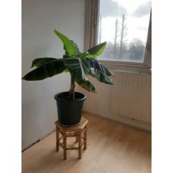 Grote bananenboom met pot en bamboo tafeltje.