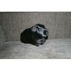 Lieve cavia + kooi