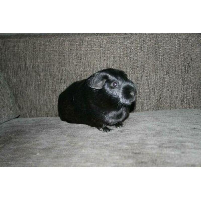Lieve cavia + kooi
