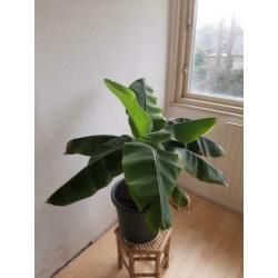 Grote bananenboom met pot en bamboo tafeltje.