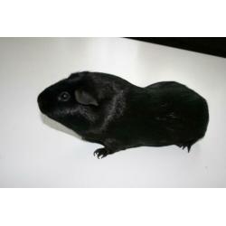 Lieve cavia + kooi