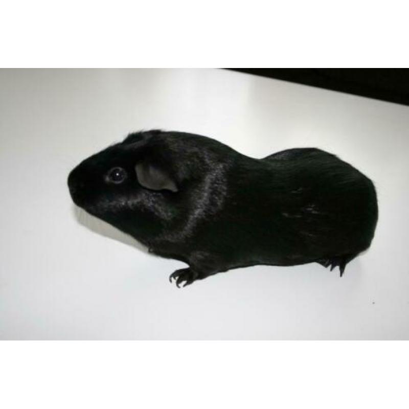 Lieve cavia + kooi