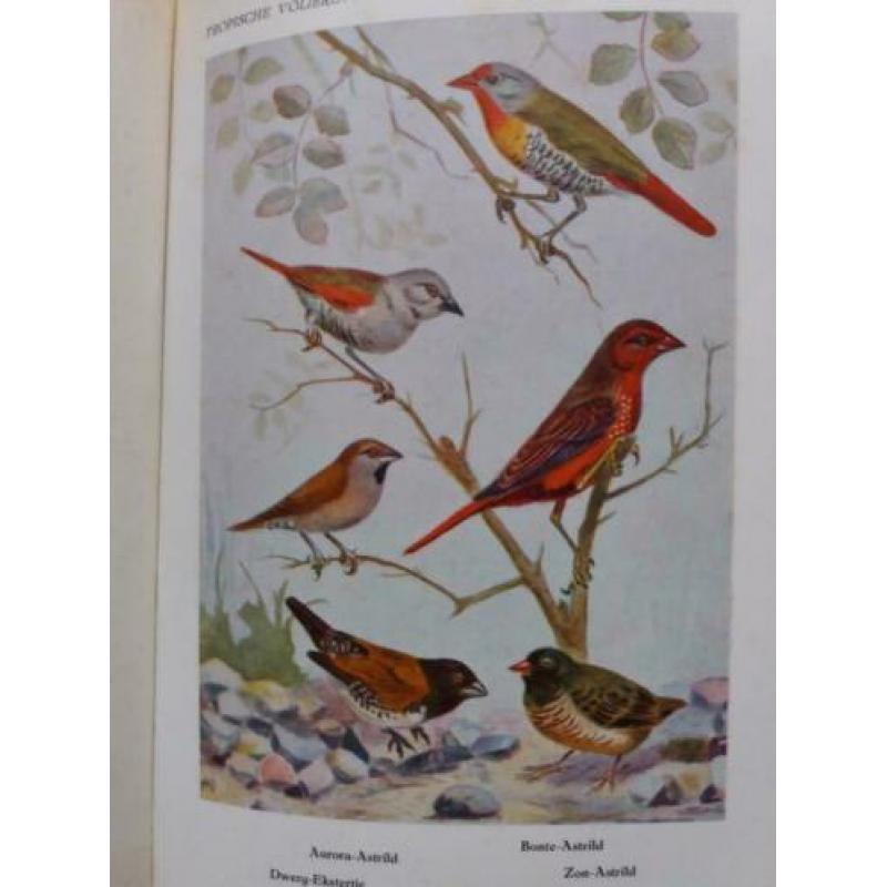 Tropische Voliere Vogels 2 delig- A. Rutgers