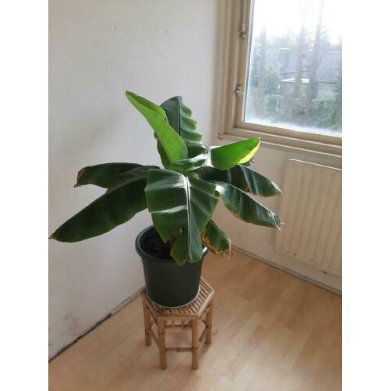 Grote bananenboom met pot en bamboo tafeltje.
