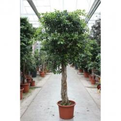 Ficus 'nitida' 330-340cm art42312