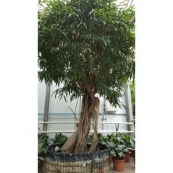 Ficus Maclellandii 'alii' - Jungle Boom 565-575cm art26826