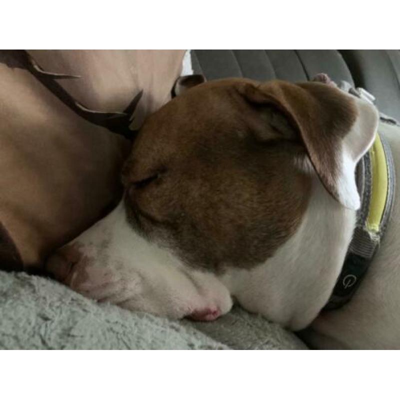 Honden oppas in huiselijke liefdevolle sfeer.