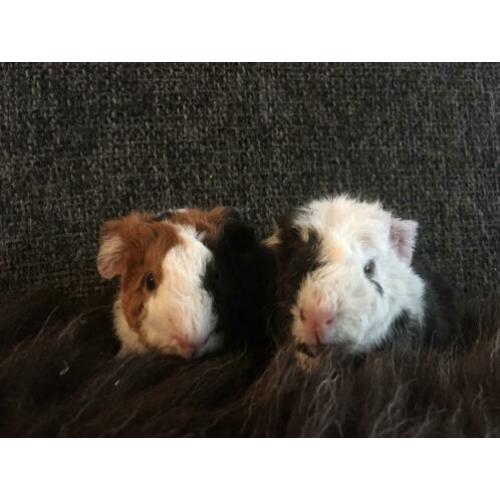 Prachtige jonge cavia’s