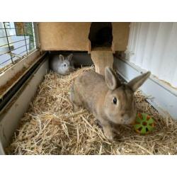 Gezocht, een nieuw plekje voor 2 konijnen (2,5 jr) met hok.