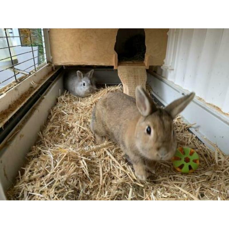 Gezocht, een nieuw plekje voor 2 konijnen (2,5 jr) met hok.