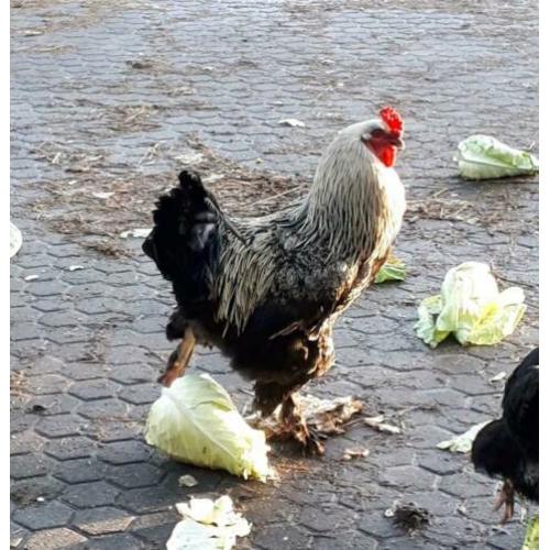 Grote haan te koop