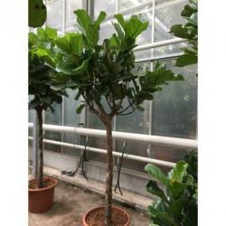 Ficus Lyrata - Vioolplant 390-400cm art25380