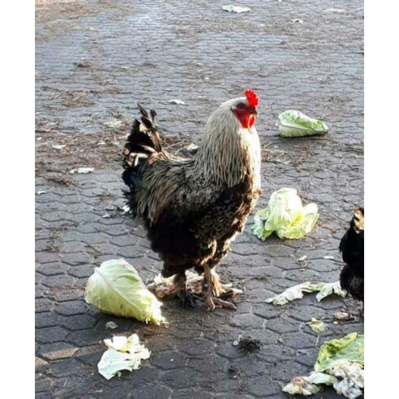 Grote haan te koop