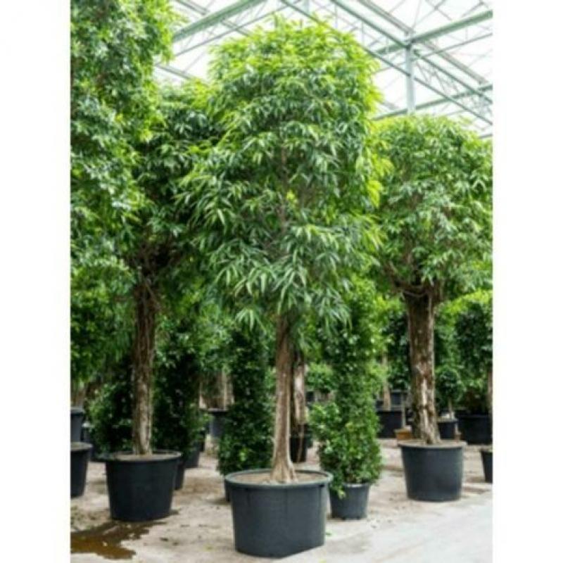 Ficus Maclellandii 'alii' - Jungle Boom 565-575cm art26826