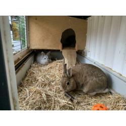 Gezocht, een nieuw plekje voor 2 konijnen (2,5 jr) met hok.