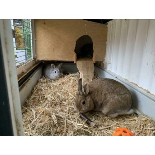 Gezocht, een nieuw plekje voor 2 konijnen (2,5 jr) met hok.