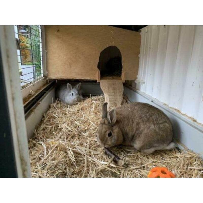 Gezocht, een nieuw plekje voor 2 konijnen (2,5 jr) met hok.