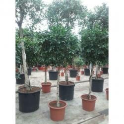 Ficus 'nitida' 330-340cm art42312