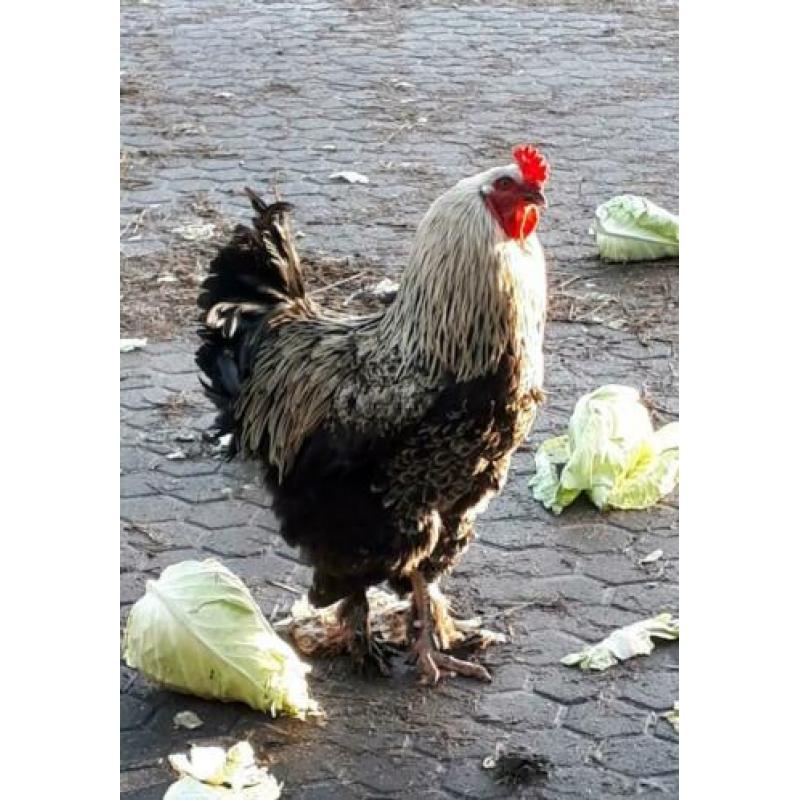 Grote haan te koop