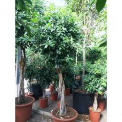 Ficus 'nitida' 330-340cm art42312
