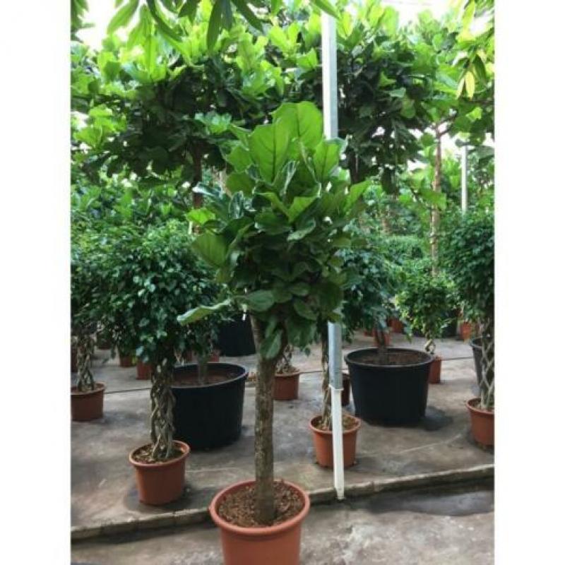 Ficus Lyrata - Vioolplant 390-400cm art25380