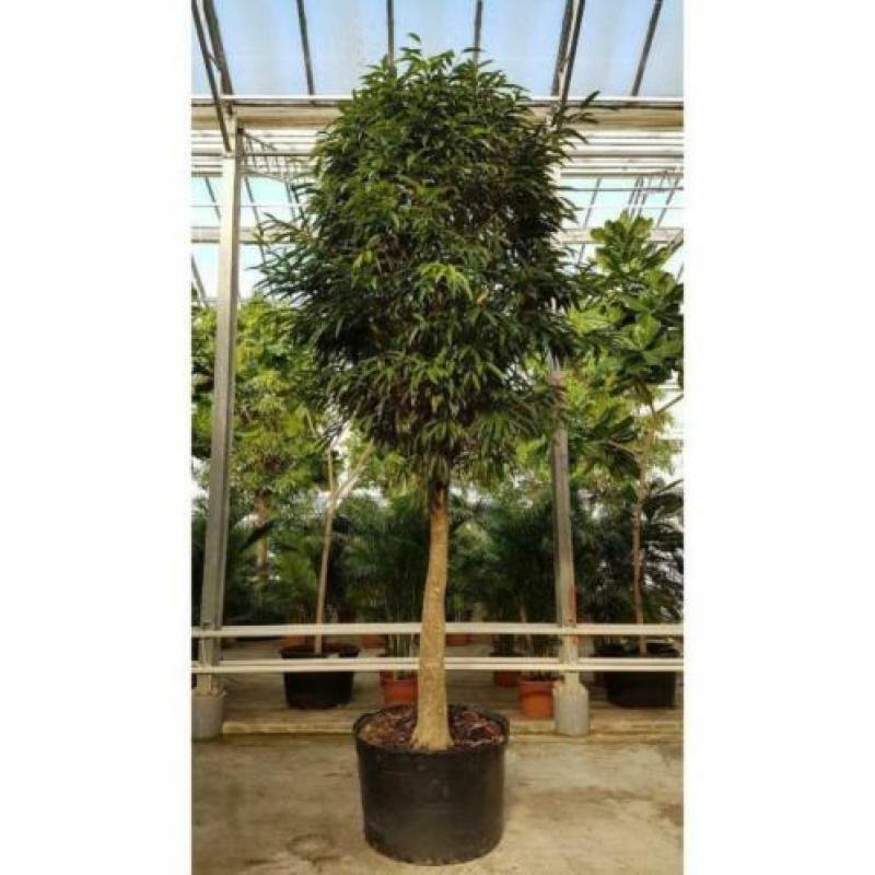 Ficus Maclellandii 'alii' - Jungle Boom 565-575cm art26826
